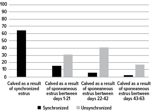 Bar chart representing synchronized versus unsynchronized herds.